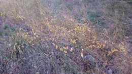 Doogee X5 MAX Pro, Doogee, смартфон